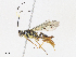 (ichneuMalaise01 Malaise5370 - CBG-A08764-E07)  @11 [ ] CreativeCommons - Attribution Share - Alike (2023) CBG Photography Group Centre for Biodiversity Genomics