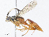  ( - CBG-A10797-D12)  @11 [ ] CreativeCommons - Attribution Share - Alike (2023) CBG Photography Group Centre for Biodiversity Genomics