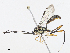  ( - CBG-A10797-E01)  @11 [ ] CreativeCommons - Attribution Share - Alike (2023) CBG Photography Group Centre for Biodiversity Genomics