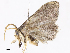  ( - CBG-A10797-G09)  @11 [ ] CreativeCommons - Attribution Share - Alike (2023) CBG Photography Group Centre for Biodiversity Genomics