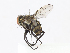  ( - CBG-A10798-D09)  @11 [ ] CreativeCommons - Attribution Share - Alike (2023) CBG Photography Group Centre for Biodiversity Genomics