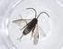  ( - CBG-A10894-G10)  @11 [ ] CreativeCommons - Attribution Share - Alike (2023) Centre for Biodiversity Genomics Centre for Biodiversity Genomics