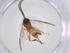  (Pseudapanteles Whitfield27 - CBG-A53856-D06)  @11 [ ] CreativeCommons - Attribution Share - Alike (2024) Centre for Biodiversity Genomics Centre for Biodiversity Genomics
