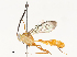  ( - CBG-A54353-C03)  @11 [ ] CreativeCommons - Attribution Share - Alike (2024) CBG Photography Group Centre for Biodiversity Genomics