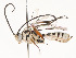 ( - CBG-A54369-C03)  @11 [ ] CreativeCommons - Attribution Share - Alike (2024) CBG Photography Group Centre for Biodiversity Genomics