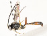  ( - CBG-A54369-F03)  @11 [ ] CreativeCommons - Attribution Share - Alike (2024) CBG Photography Group Centre for Biodiversity Genomics