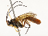  ( - CBG-A54371-B04)  @11 [ ] CreativeCommons - Attribution Share - Alike (2024) CBG Photography Group Centre for Biodiversity Genomics