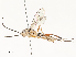  ( - CBG-A54371-E12)  @11 [ ] CreativeCommons - Attribution Share - Alike (2024) CBG Photography Group Centre for Biodiversity Genomics