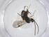  (Dolichogenidea Malaise5933 - CBG-A55131-D08)  @11 [ ] CreativeCommons - Attribution Share - Alike (2024) Centre for Biodiversity Genomics Centre for Biodiversity Genomics