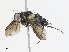  (Lixophaga Malaise6403 - CBG-A10804-A02)  @11 [ ] CreativeCommons - Attribution Share - Alike (2023) CBG Photography Group Centre for Biodiversity Genomics