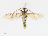  ( - CBG-A13266-C03)  @11 [ ] CreativeCommons - Attribution Share - Alike (2023) CBG Photography Group Centre for Biodiversity Genomics