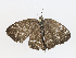  ( - CBG-A13267-A02)  @11 [ ] CreativeCommons - Attribution Share - Alike (2023) CBG Photography Group Centre for Biodiversity Genomics