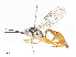  ( - CBG-A13267-H01)  @11 [ ] CreativeCommons - Attribution Share - Alike (2023) CBG Photography Group Centre for Biodiversity Genomics