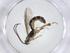  ( - CBG-A14175-D05)  @11 [ ] CreativeCommons - Attribution Share - Alike (2023) Centre for Biodiversity Genomics Centre for Biodiversity Genomics