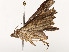  ( - CBG-A51960-A10)  @11 [ ] CreativeCommons - Attribution Share - Alike (2024) CBG Photography Group Centre for Biodiversity Genomics