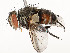  ( - CBG-A54375-G01)  @11 [ ] CreativeCommons - Attribution Share - Alike (2024) CBG Photography Group Centre for Biodiversity Genomics