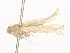  ( - CBG-A54379-D01)  @11 [ ] CreativeCommons - Attribution Share - Alike (2024) CBG Photography Group Centre for Biodiversity Genomics