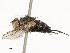  ( - CBG-A54381-E11)  @11 [ ] CreativeCommons - Attribution Share - Alike (2024) CBG Photography Group Centre for Biodiversity Genomics