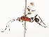  ( - CBG-A54381-G10)  @11 [ ] CreativeCommons - Attribution Share - Alike (2024) CBG Photography Group Centre for Biodiversity Genomics