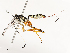  ( - CBG-A54382-A05)  @11 [ ] CreativeCommons - Attribution Share - Alike (2025) CBG Photography Group Centre for Biodiversity Genomics