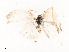  ( - CBG-A54383-B04)  @11 [ ] CreativeCommons - Attribution Share - Alike (2025) CBG Photography Group Centre for Biodiversity Genomics