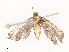  ( - CBG-A54383-C04)  @11 [ ] CreativeCommons - Attribution Share - Alike (2025) CBG Photography Group Centre for Biodiversity Genomics