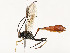  ( - CBG-A54385-A04)  @11 [ ] CreativeCommons - Attribution Share - Alike (2024) CBG Photography Group Centre for Biodiversity Genomics