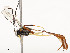  ( - CBG-A54385-B02)  @11 [ ] CreativeCommons - Attribution Share - Alike (2024) CBG Photography Group Centre for Biodiversity Genomics