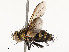  ( - CBG-A54385-B05)  @11 [ ] CreativeCommons - Attribution Share - Alike (2024) CBG Photography Group Centre for Biodiversity Genomics
