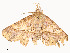  ( - CBG-A54459-C09)  @11 [ ] CreativeCommons - Attribution Share - Alike (2024) CBG Photography Group Centre for Biodiversity Genomics