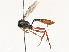  ( - CBG-A54462-A11)  @11 [ ] CreativeCommons - Attribution Share - Alike (2024) CBG Photography Group Centre for Biodiversity Genomics