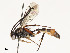  ( - CBG-A54462-A12)  @11 [ ] CreativeCommons - Attribution Share - Alike (2024) CBG Photography Group Centre for Biodiversity Genomics