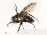  ( - CBG-A54464-B03)  @11 [ ] CreativeCommons - Attribution Share - Alike (2025) CBG Photography Group Centre for Biodiversity Genomics