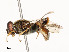  ( - CBG-A58593-A12)  @11 [ ] CreativeCommons - Attribution Share - Alike (2024) CBG Photography Group Centre for Biodiversity Genomics