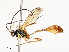  ( - CBG-A58593-B01)  @11 [ ] CreativeCommons - Attribution Share - Alike (2024) CBG Photography Group Centre for Biodiversity Genomics