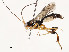  ( - CBG-A58594-A04)  @11 [ ] CreativeCommons - Attribution Share - Alike (2024) CBG Photography Group Centre for Biodiversity Genomics