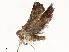  ( - CBG-A58594-D08)  @11 [ ] CreativeCommons - Attribution Share - Alike (2024) CBG Photography Group Centre for Biodiversity Genomics