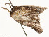  ( - CBG-A58594-E03)  @11 [ ] CreativeCommons - Attribution Share - Alike (2024) CBG Photography Group Centre for Biodiversity Genomics