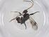  (Diolcogaster Malaise1510 - CBG-A59079-C07)  @11 [ ] CreativeCommons - Attribution Share - Alike (2024) Centre for Biodiversity Genomics Centre for Biodiversity Genomics