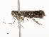  (cramMalaise01 BioLep4816 - CBG-A54384-C04)  @11 [ ] CreativeCommons - Attribution Share - Alike (2025) CBG Photography Group Centre for Biodiversity Genomics