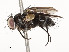  ( - CBG-A54384-F05)  @11 [ ] CreativeCommons - Attribution Share - Alike (2025) CBG Photography Group Centre for Biodiversity Genomics