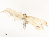  ( - CBG-A58600-A05)  @11 [ ] CreativeCommons - Attribution Share - Alike (2025) CBG Photography Group Centre for Biodiversity Genomics