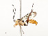  ( - CBG-A58689-B11)  @11 [ ] CreativeCommons - Attribution Share - Alike (2025) CBG Photography Group Centre for Biodiversity Genomics