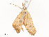  ( - CBG-A58705-H02)  @11 [ ] CreativeCommons - Attribution Share - Alike (2025) CBG Photography Group Centre for Biodiversity Genomics
