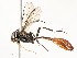  ( - CBG-A58706-G01)  @11 [ ] CreativeCommons - Attribution Share - Alike (2025) CBG Photography Group Centre for Biodiversity Genomics