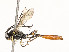  ( - CBG-A59477-E09)  @11 [ ] CreativeCommons - Attribution Share - Alike (2025) CBG Photography Group Centre for Biodiversity Genomics