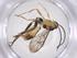  (Hyposoter HYP-PQR - CBG-A60326-D08)  @11 [ ] CreativeCommons - Attribution Share - Alike (2024) Centre for Biodiversity Genomics Centre for Biodiversity Genomics