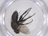  (Phytomyptera Janzen1522 - CBG-A61088-G08)  @11 [ ] CreativeCommons - Attribution Share - Alike (2025) Centre for Biodiversity Genomics Centre for Biodiversity Genomics