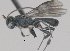  ( - CCDB-38197-A03)  @11 [ ] CreativeCommons - Attribution (2023) Michael Sharkey Centre for Biodiversity Genomics
