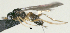  ( - CCDB-38214-A03)  @11 [ ] CreativeCommons - Attribution (2023) Michael Sharkey Centre for Biodiversity Genomics